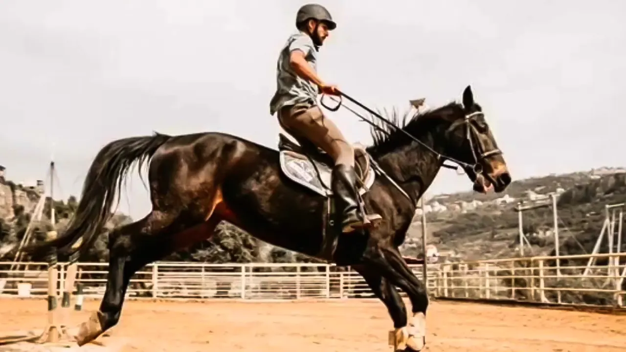 Zipline - Horseback Riding