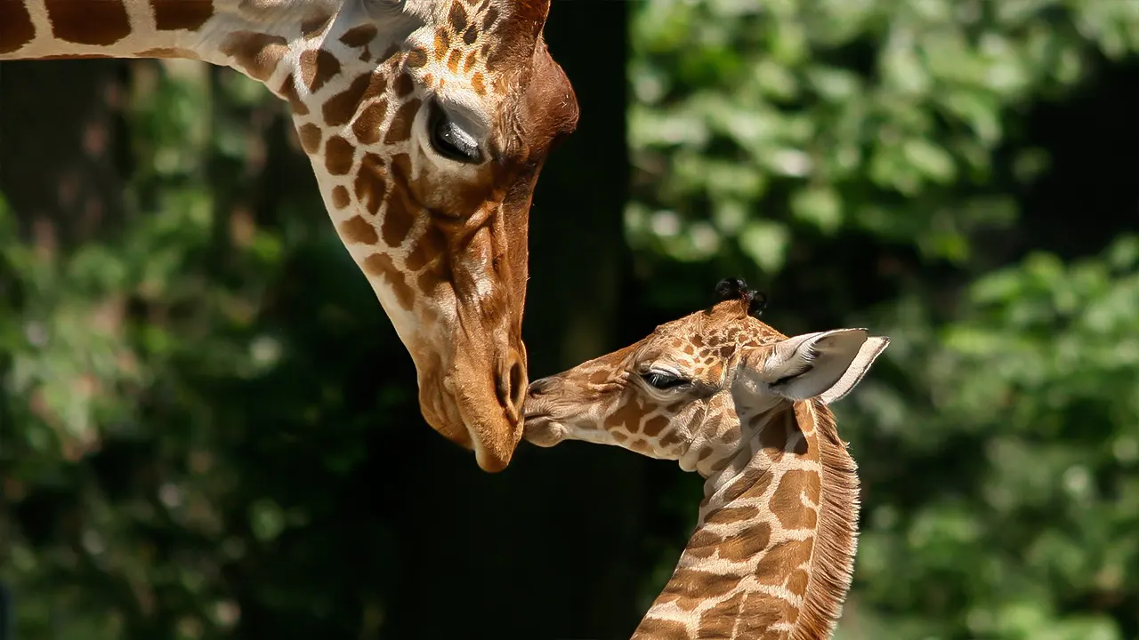 ARTIS Amsterdam Royal Zoo