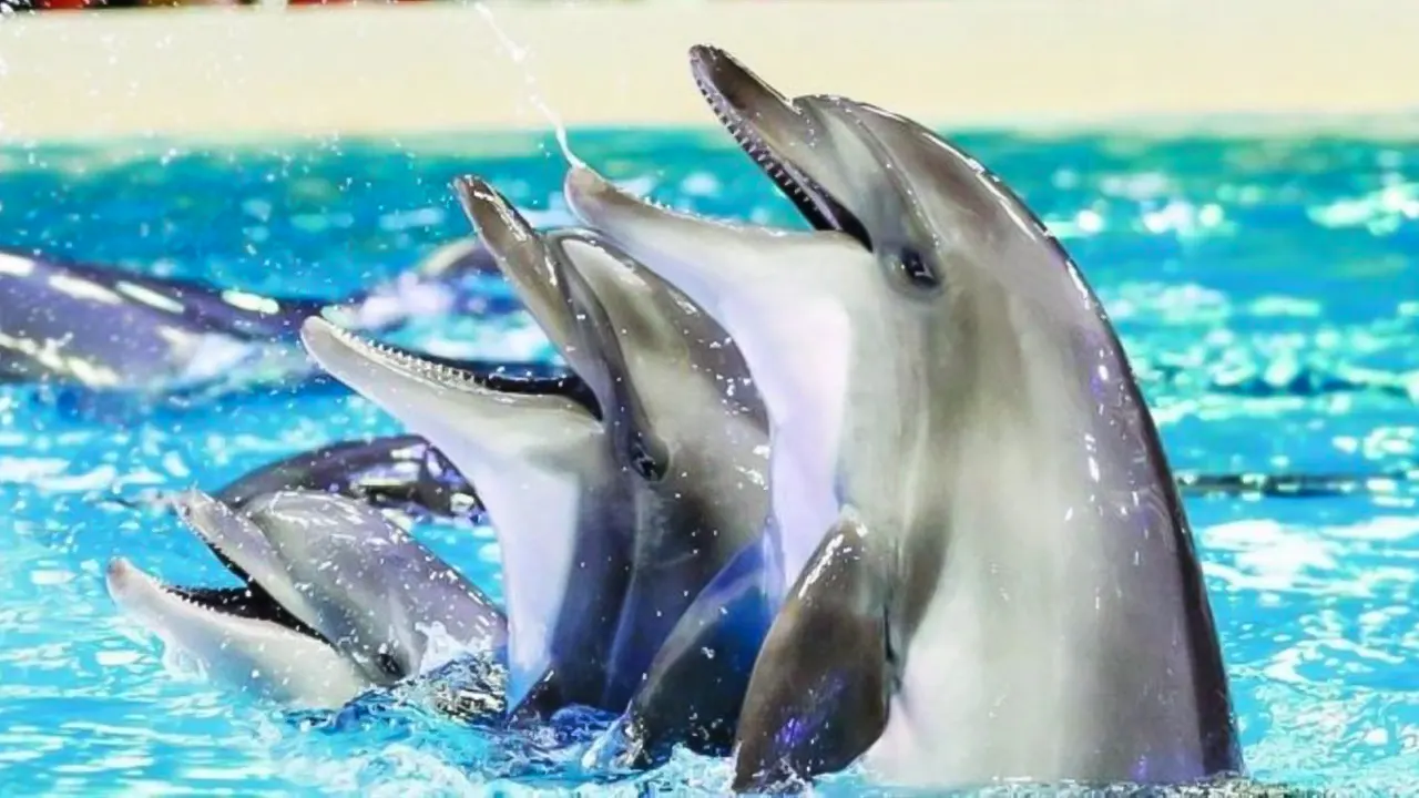 عرض الدلافين والسباحة معهم