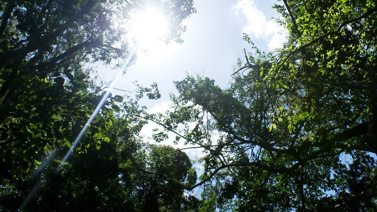 جولة في غابة تيجوكا المطيرة بسيارة جيب
