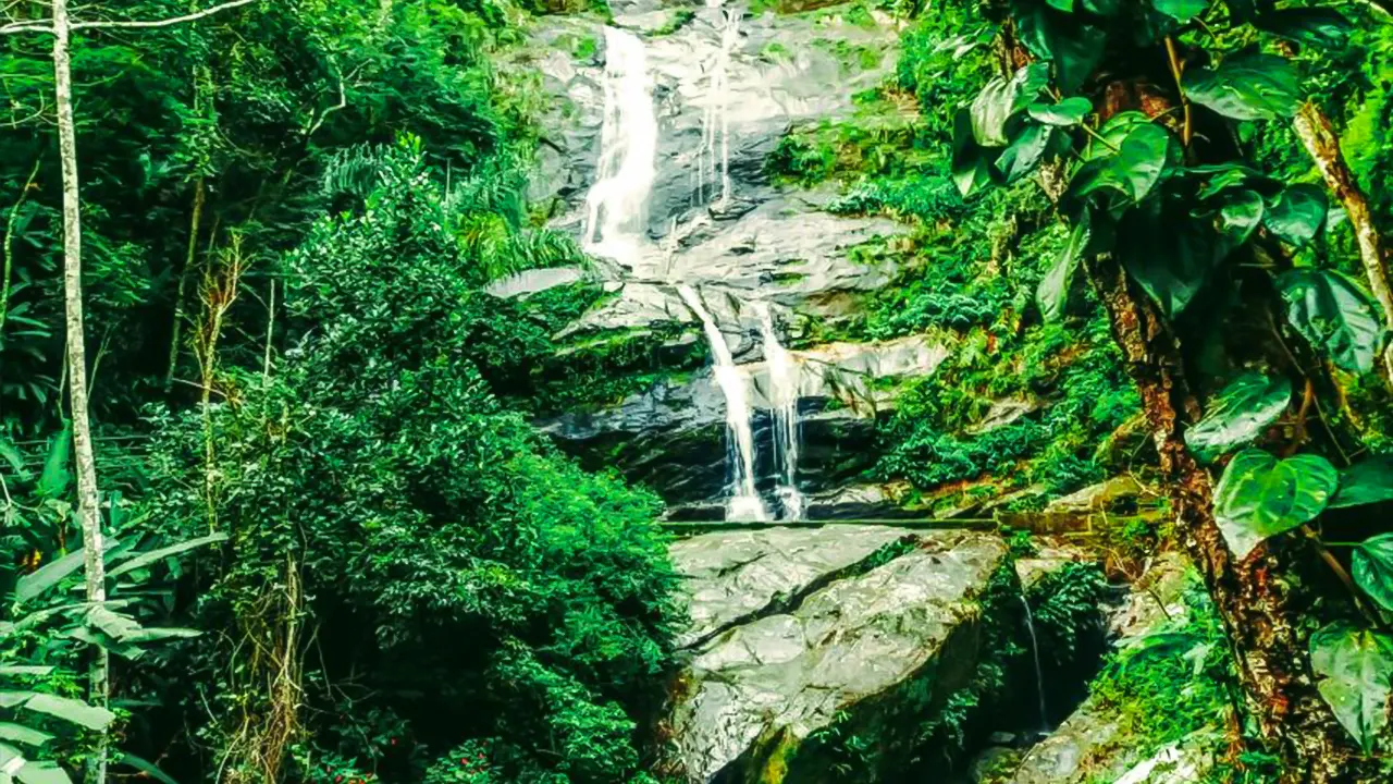 Tijuca Forest