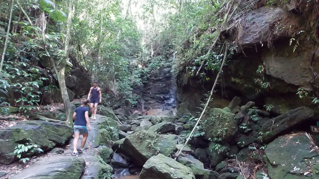 Tijuca Forest & Horto Waterfalls Circuit Tour