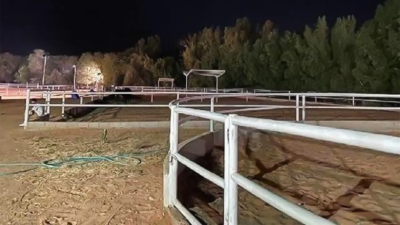 Riyadh Horse track experience