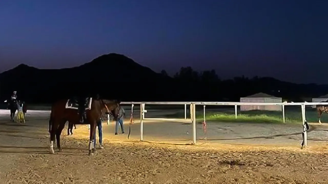 Riyadh Horse track experience