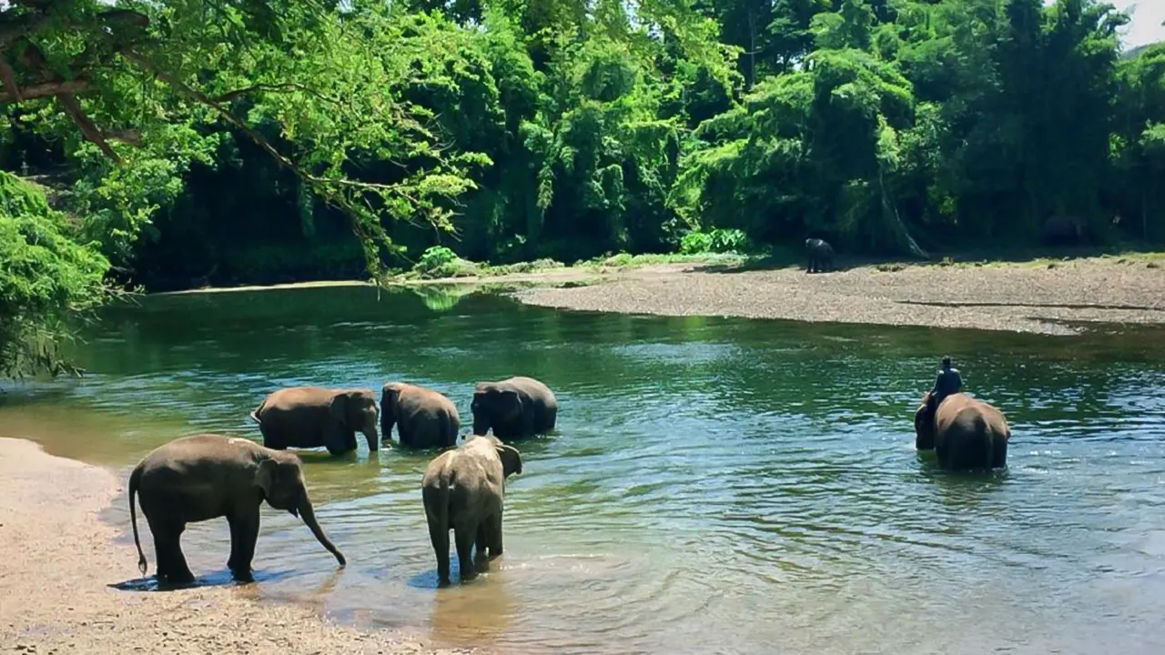 محمية الفيل & جولة كانشانابوري